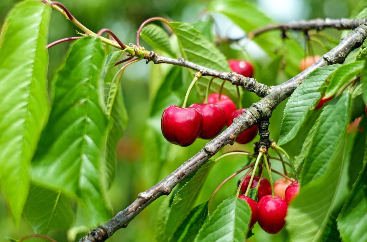 cherry-1437707_1920.jpg
