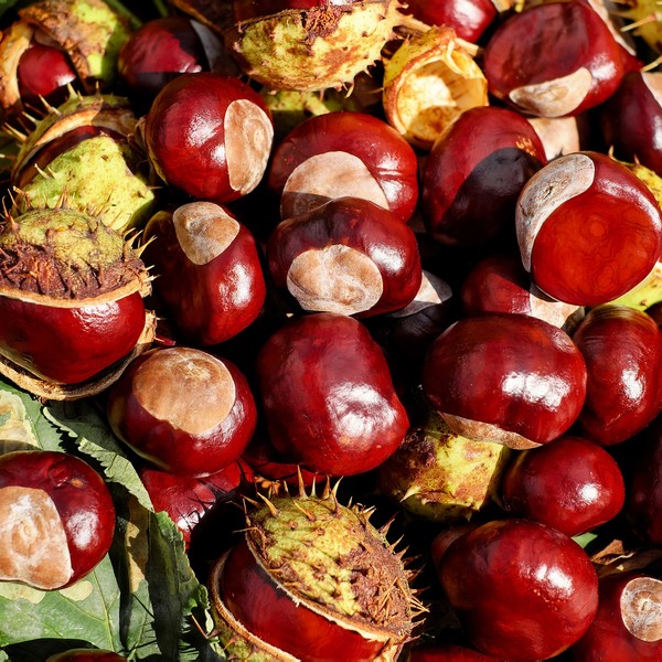 chestnut-1710430_1920-modified.jpg