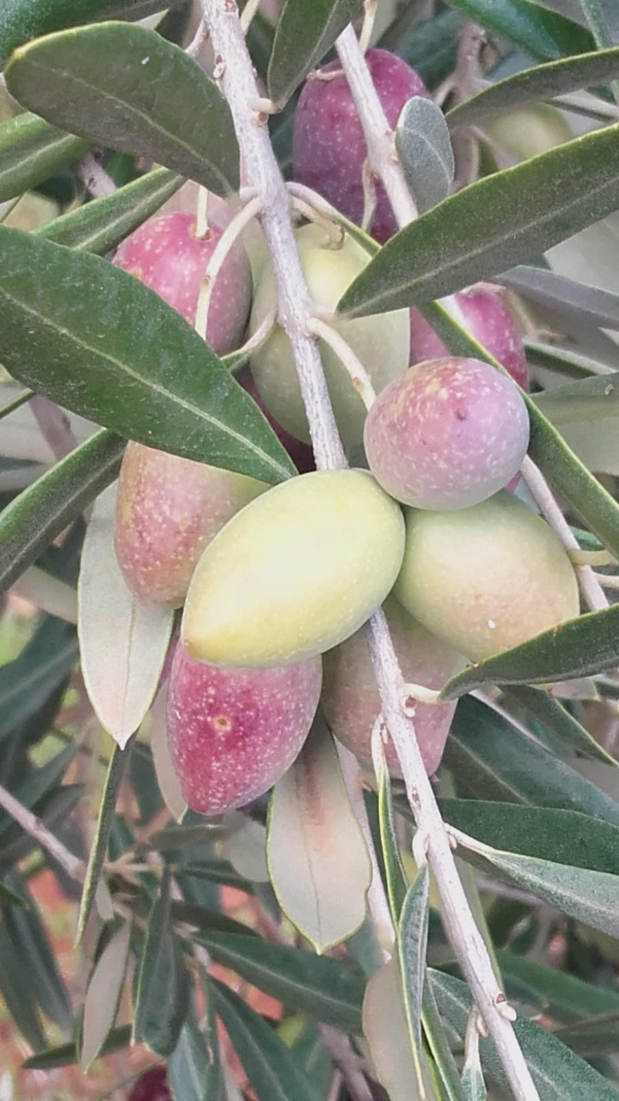aceituna-cornicabra.jpg