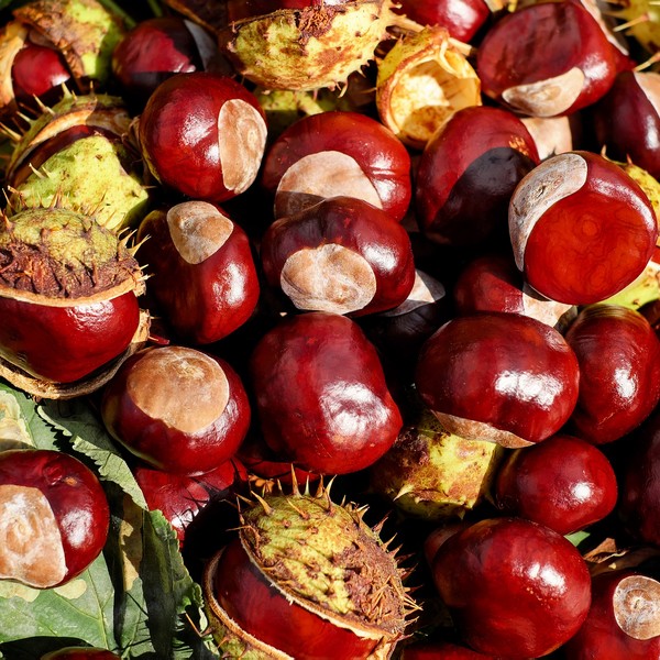 chestnut-1710430_1920-modified.jpg